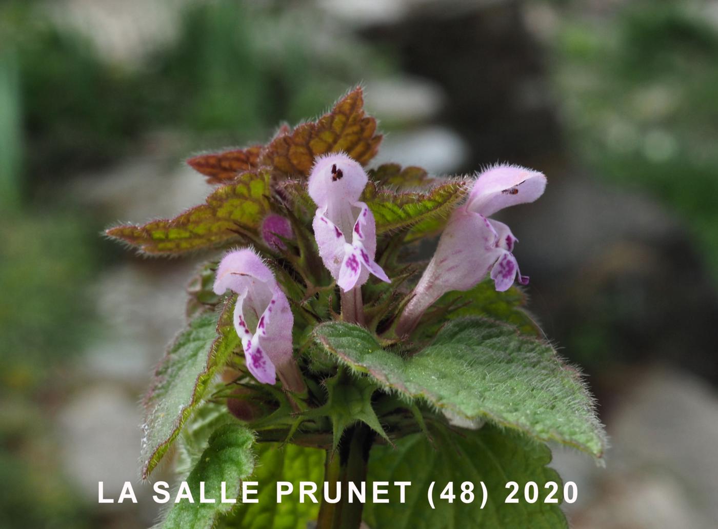 Dead-nettle, Red flower